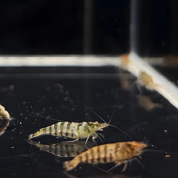 Tiger Shrimps