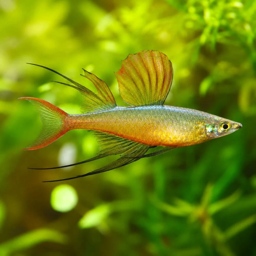 Threadfin Rainbow