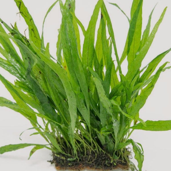 Java Fern Narrow Leaf [ clump ]
