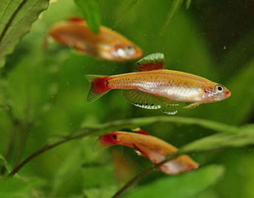 Golden Mountain Minnow