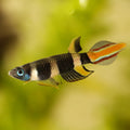 Clown Killi Fish Killifish