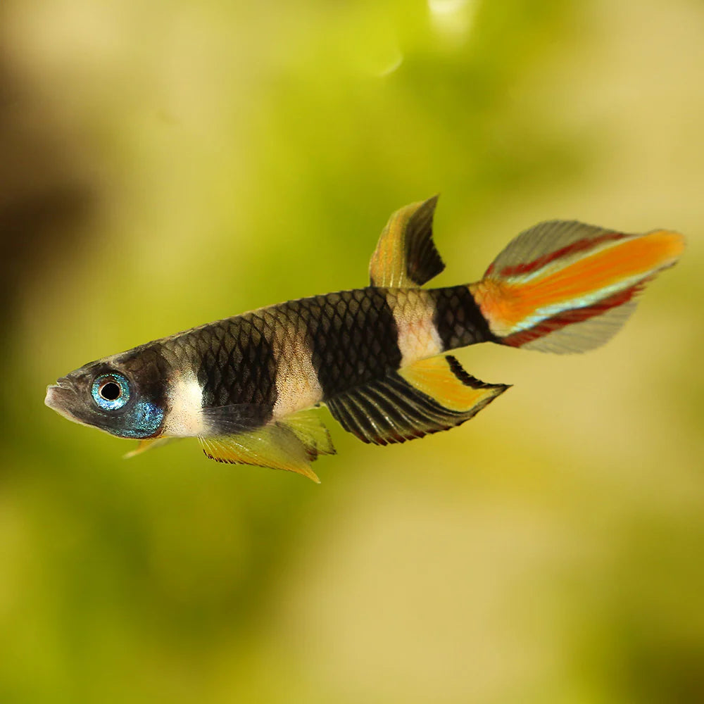 Clown Killi Fish Killifish