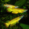 Neon Yellow Panchax Killifish
