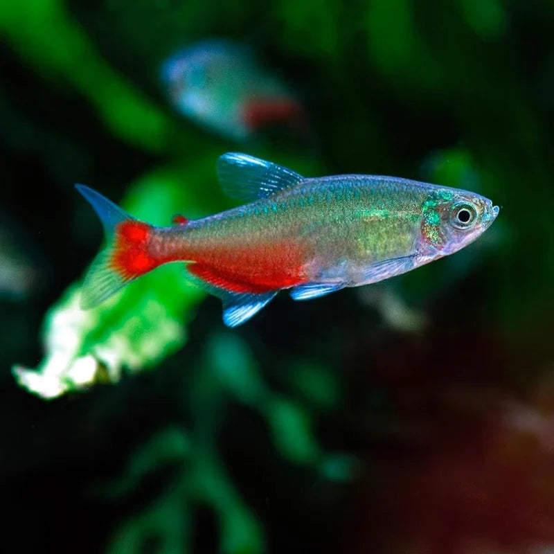 Rathbuni Tetra