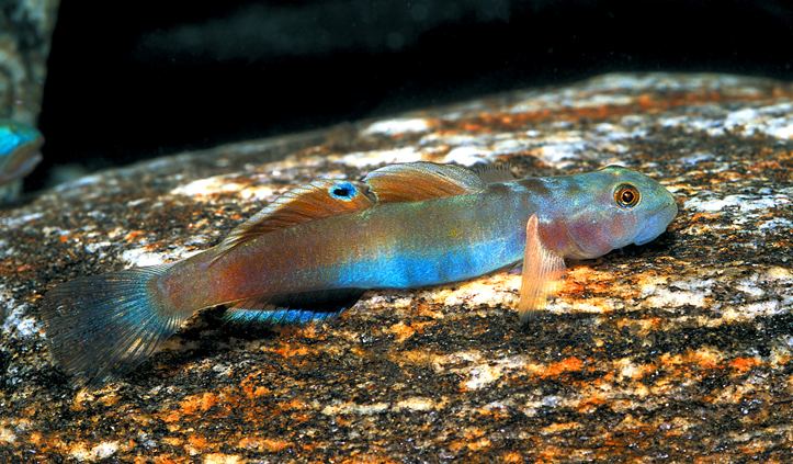 Lentipes Venustus Goby