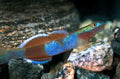 Lentipes Venustus Goby
