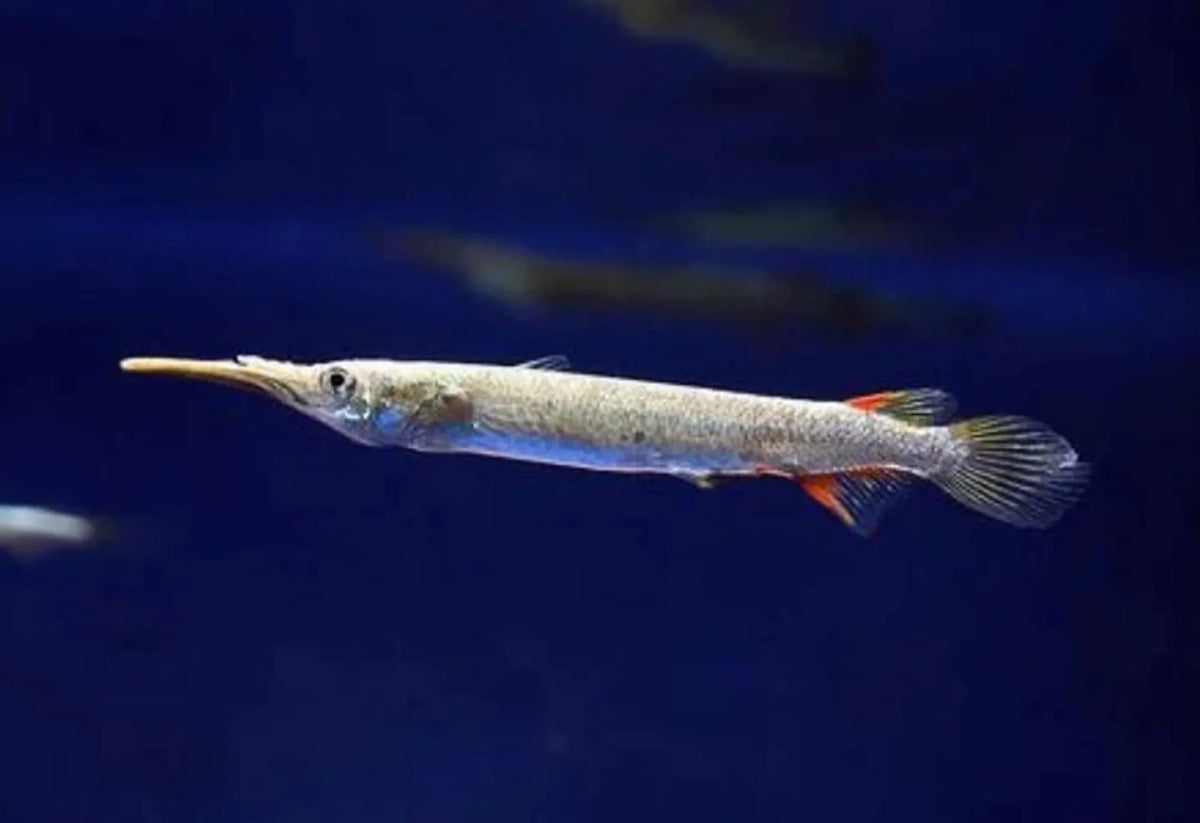 Albino Halfbeak Livebearers