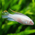 Albino Kribensis Livebearers