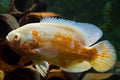 Albino Oscar Livebearers