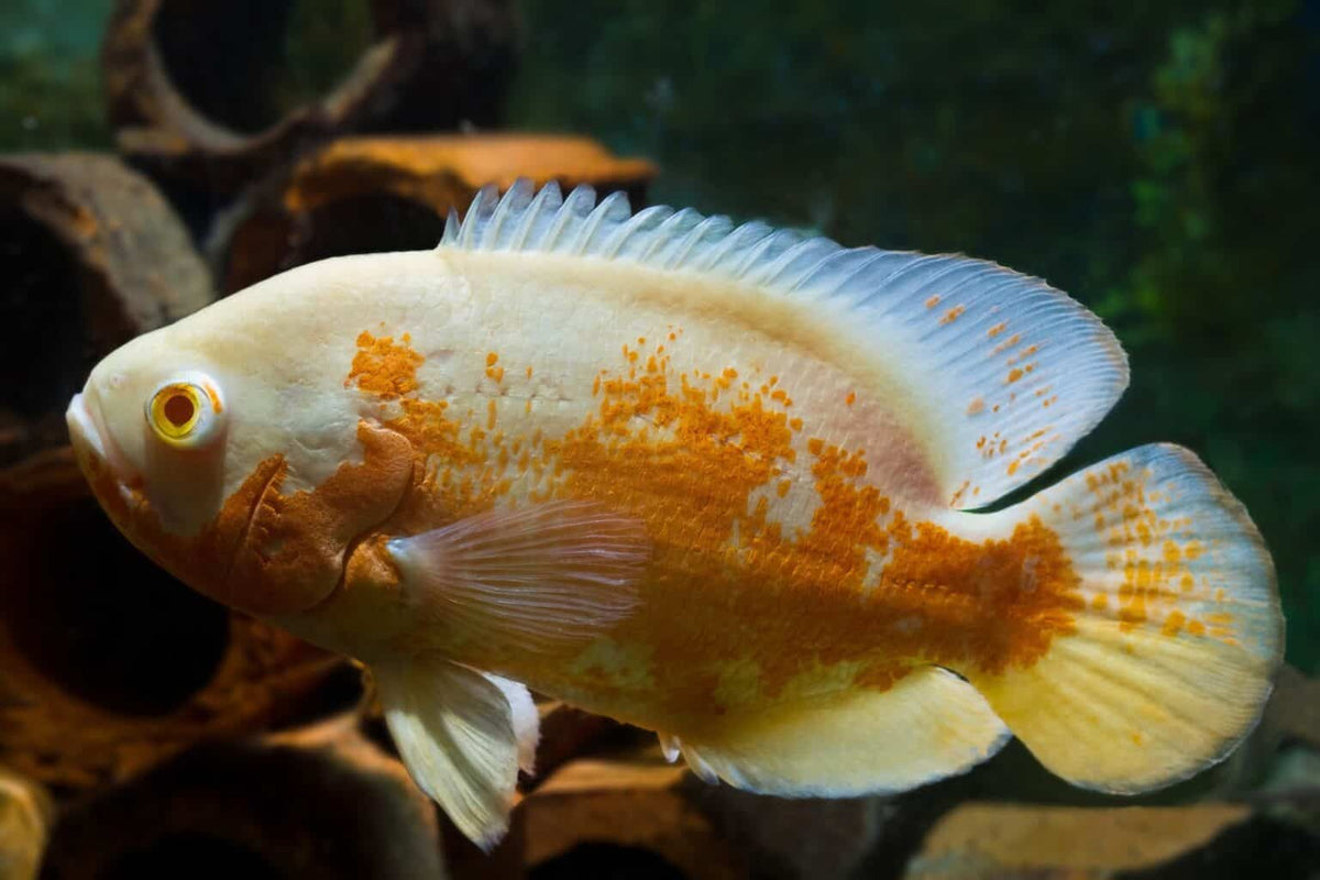 Albino Oscar Livebearers