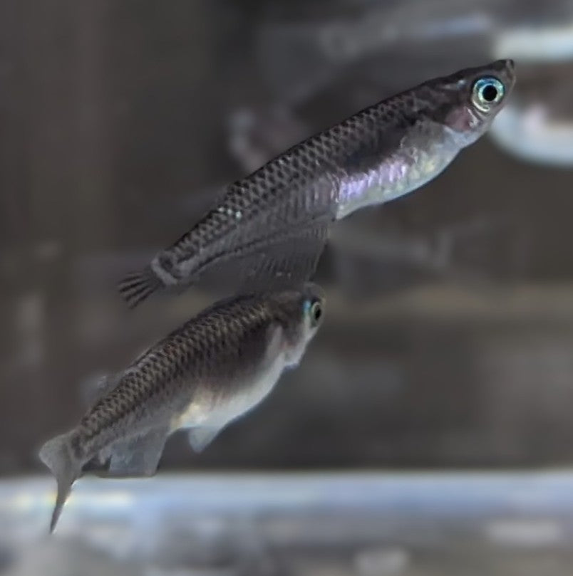 Black Rice Fish Livebearers