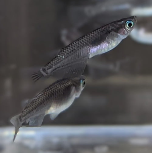 Black Rice Fish Livebearers