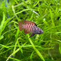 Black Tiger Badis Livebearers