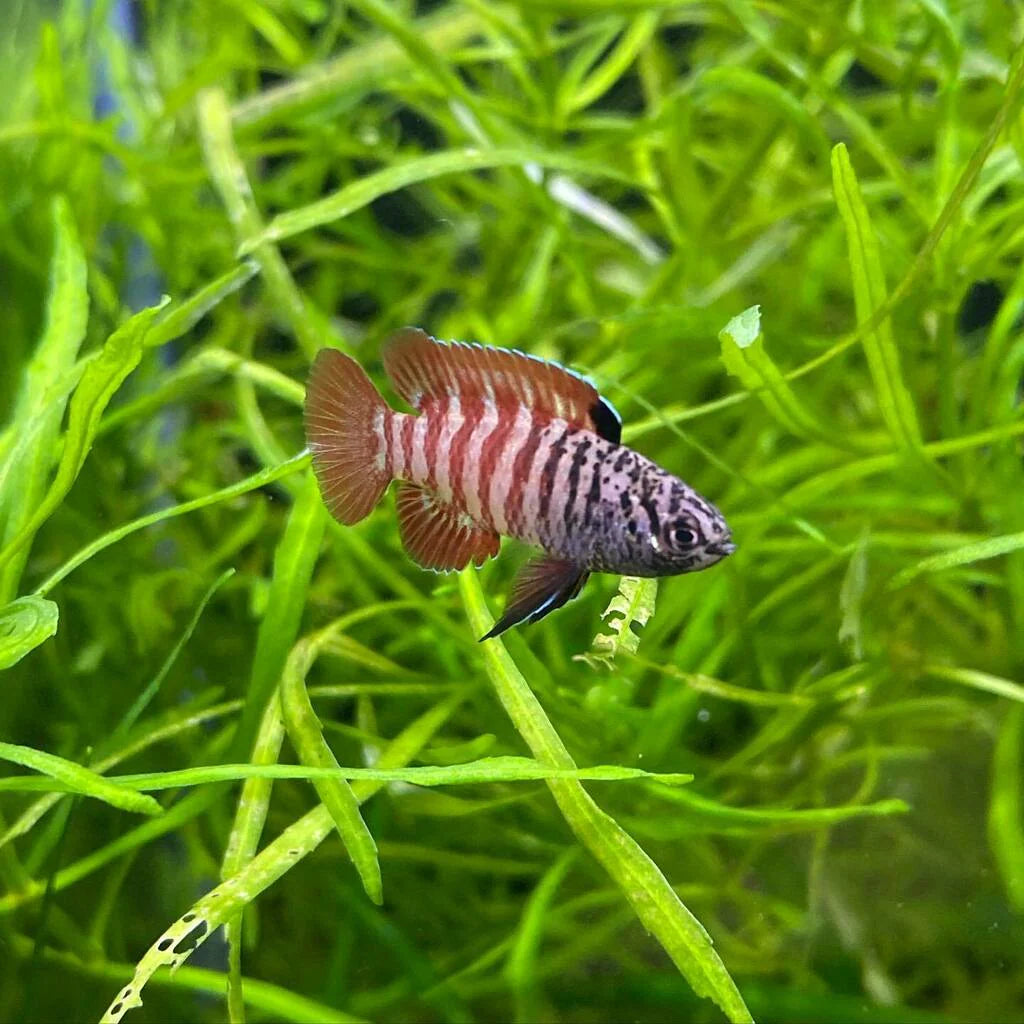 Black Tiger Badis Livebearers