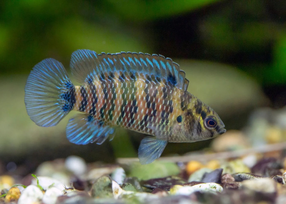 Blue Badis Livebearers
