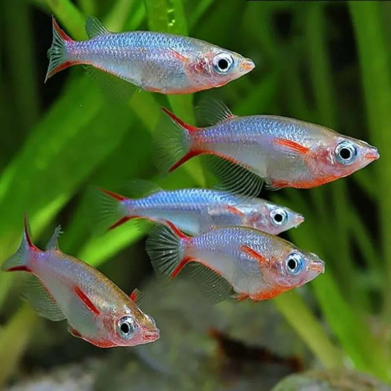 Blue Rice Fish Livebearers