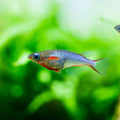 Daisy's Rice Fish Livebearers