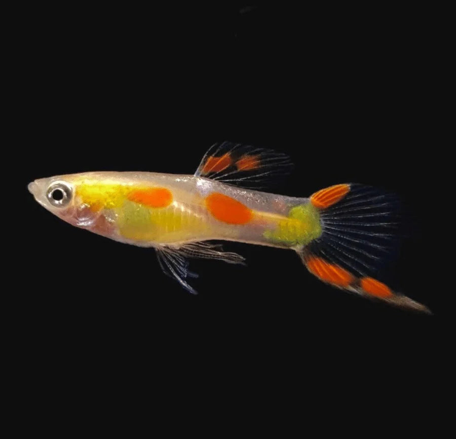 Golden Endler Guppy (Male Only) Livebearers