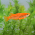 Orange Rice Fish Livebearers