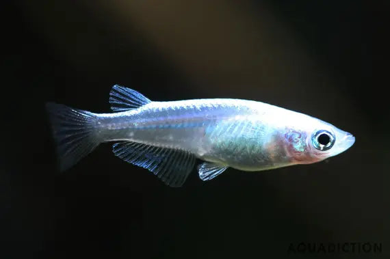 Platinum Medaka Rice Fish Livebearers