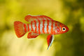 Scarlet Badis Livebearers