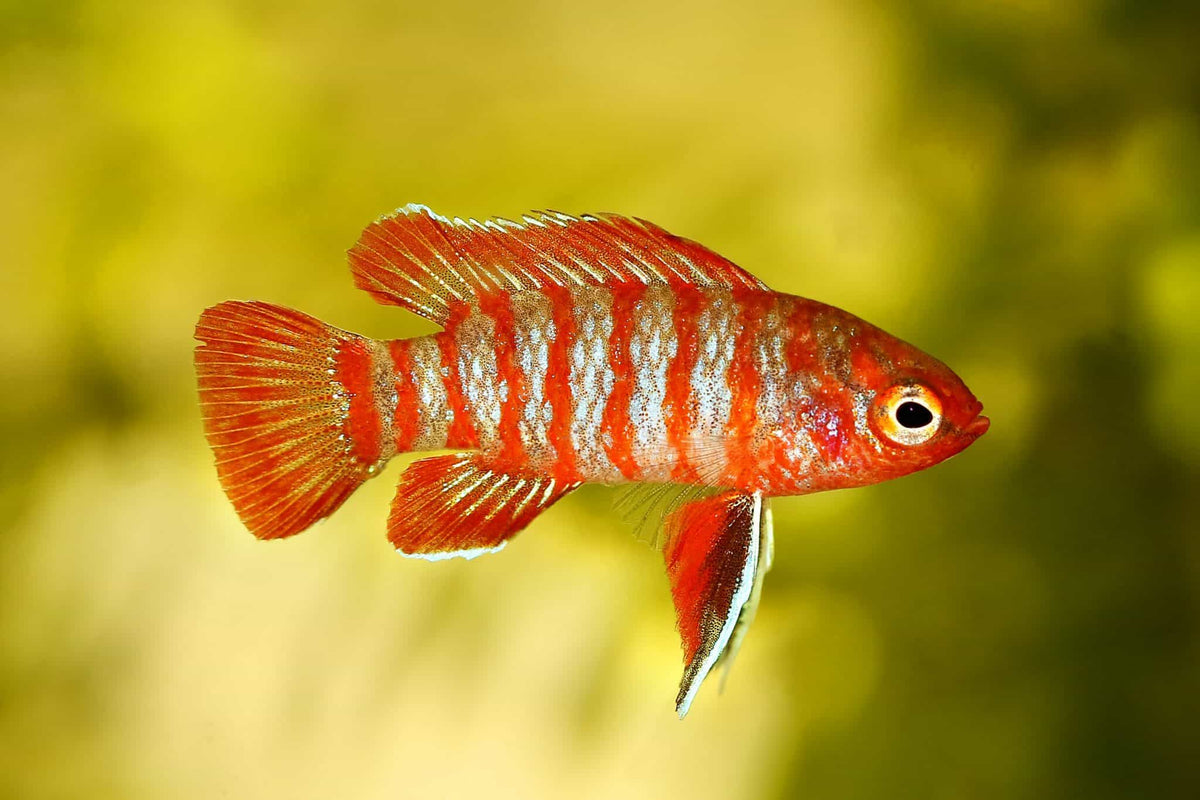 Scarlet Badis Livebearers