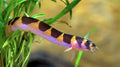 Kuhli Loach Loach