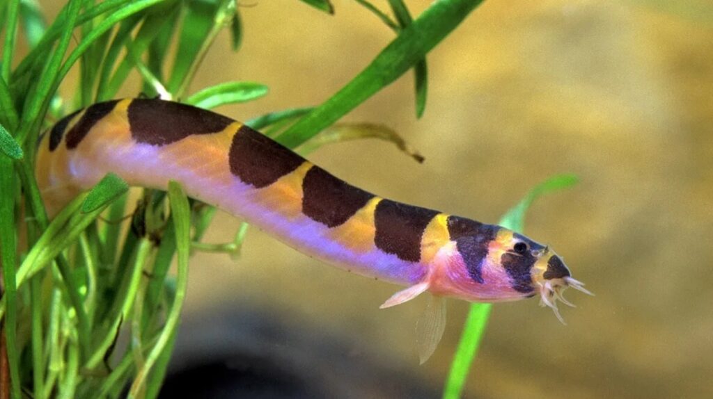 Kuhli Loach Loach