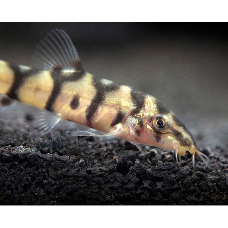 Yoyo Loach Loach