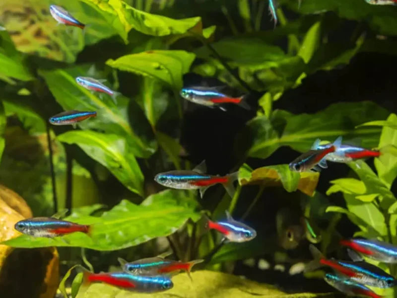 Neon Tetra [ Jumbo ]