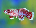 Nothobranchius eggersi