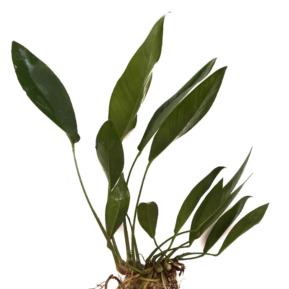 Anubias Congnesis [ clump ]