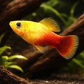 Sunset Platy
