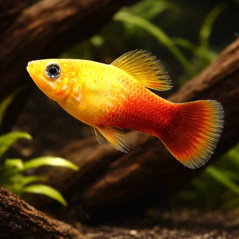 Sunset Platy