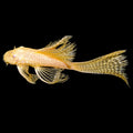 Albino Bristlenose Longfin Pleco