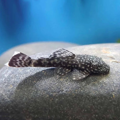 Black Bristlenose Pleco