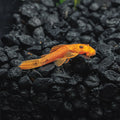 L144 Super Red Pleco