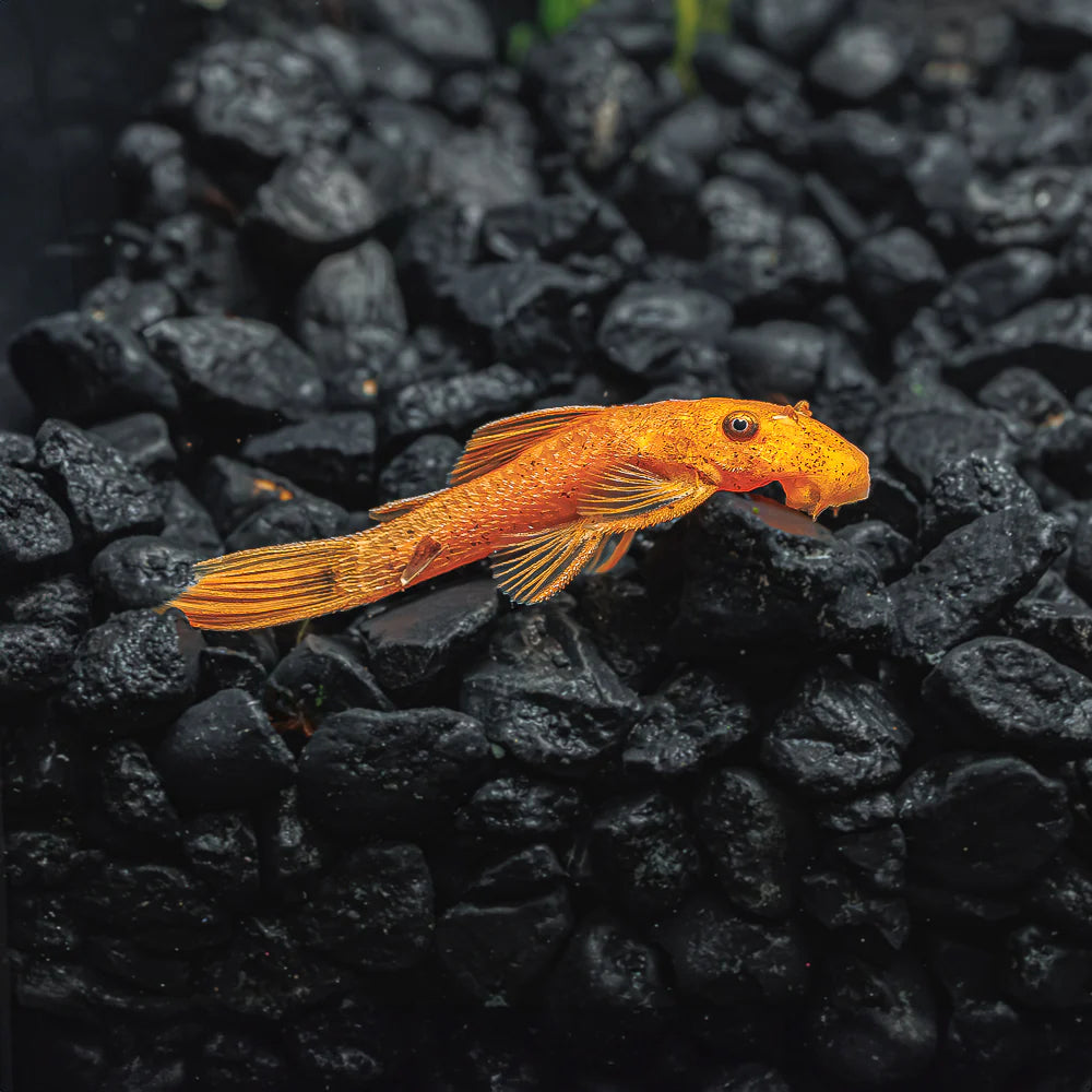 L144 Super Red Pleco