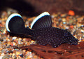 L183 (4 to 4.5 cm) Pleco