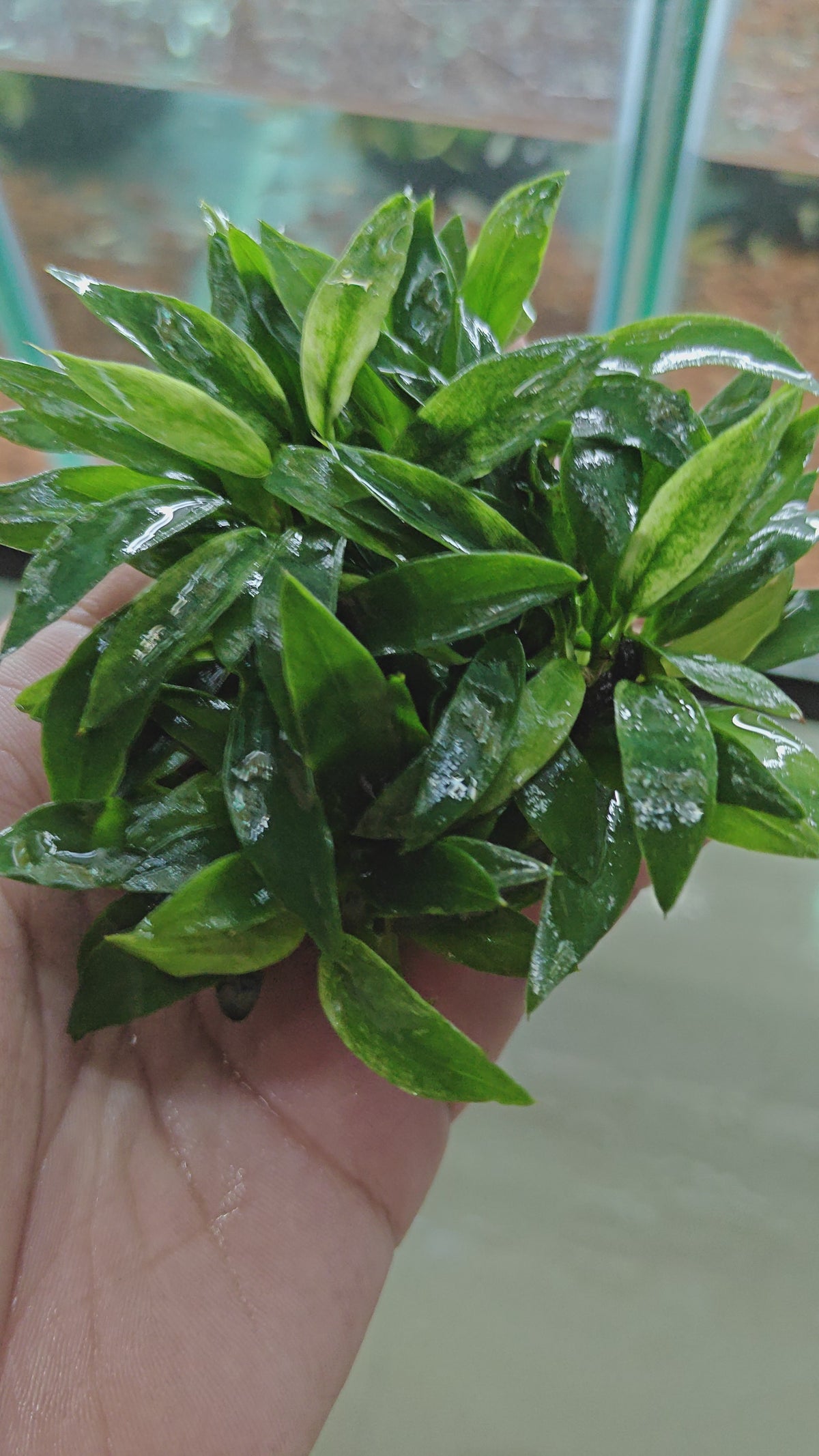 Anubias Dragon Claw [ clump ]