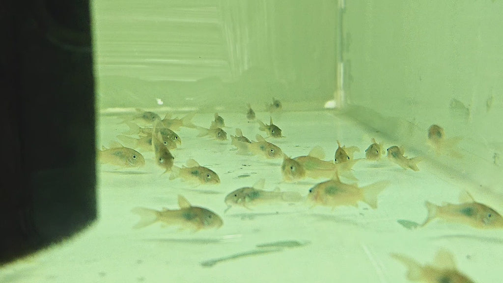 Green Cory / Bronz Cory