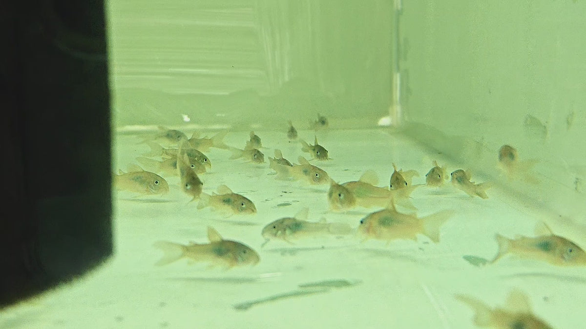 Green Cory / Bronz Cory