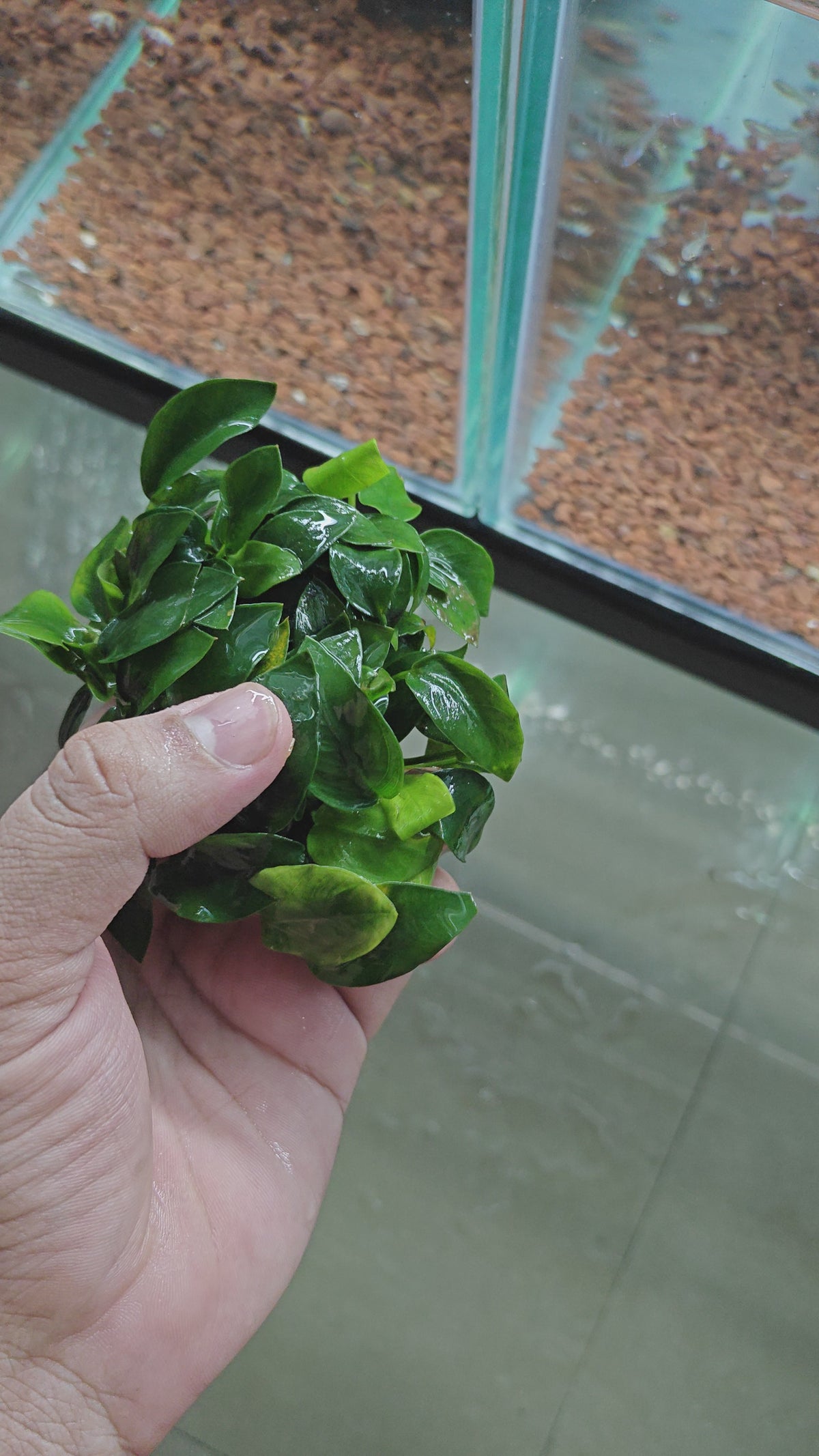 Anubias Nana [ clump ]