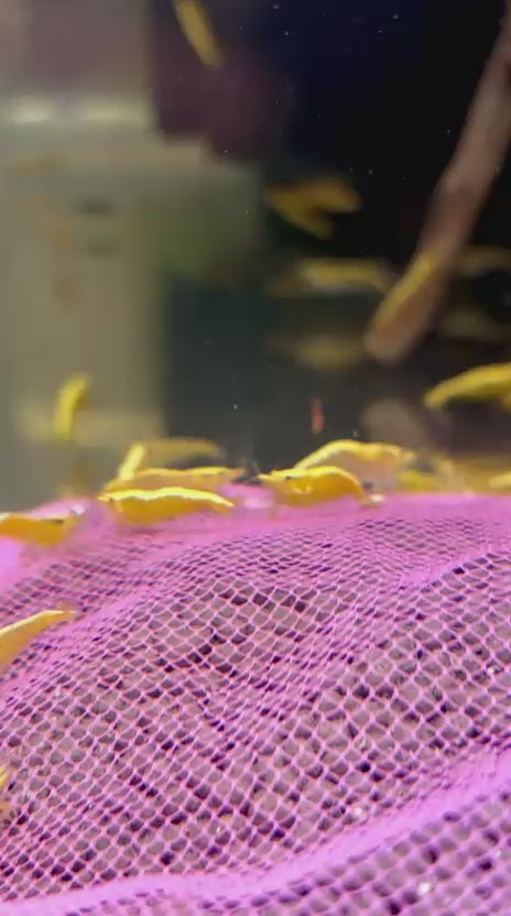 Yellow Back Shrimp