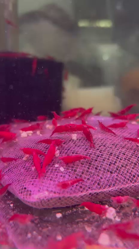 Red Shrimp