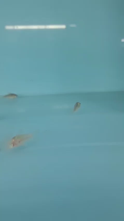 Rabauti Cory
