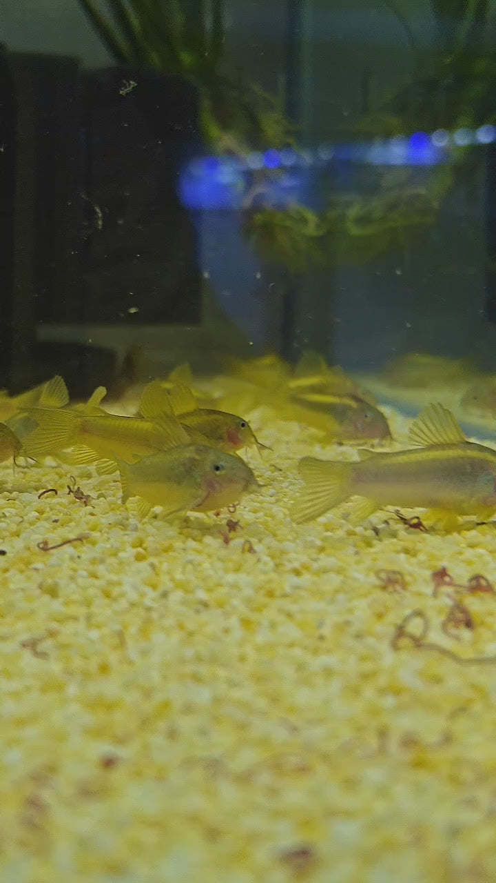Peru Gold Cory
