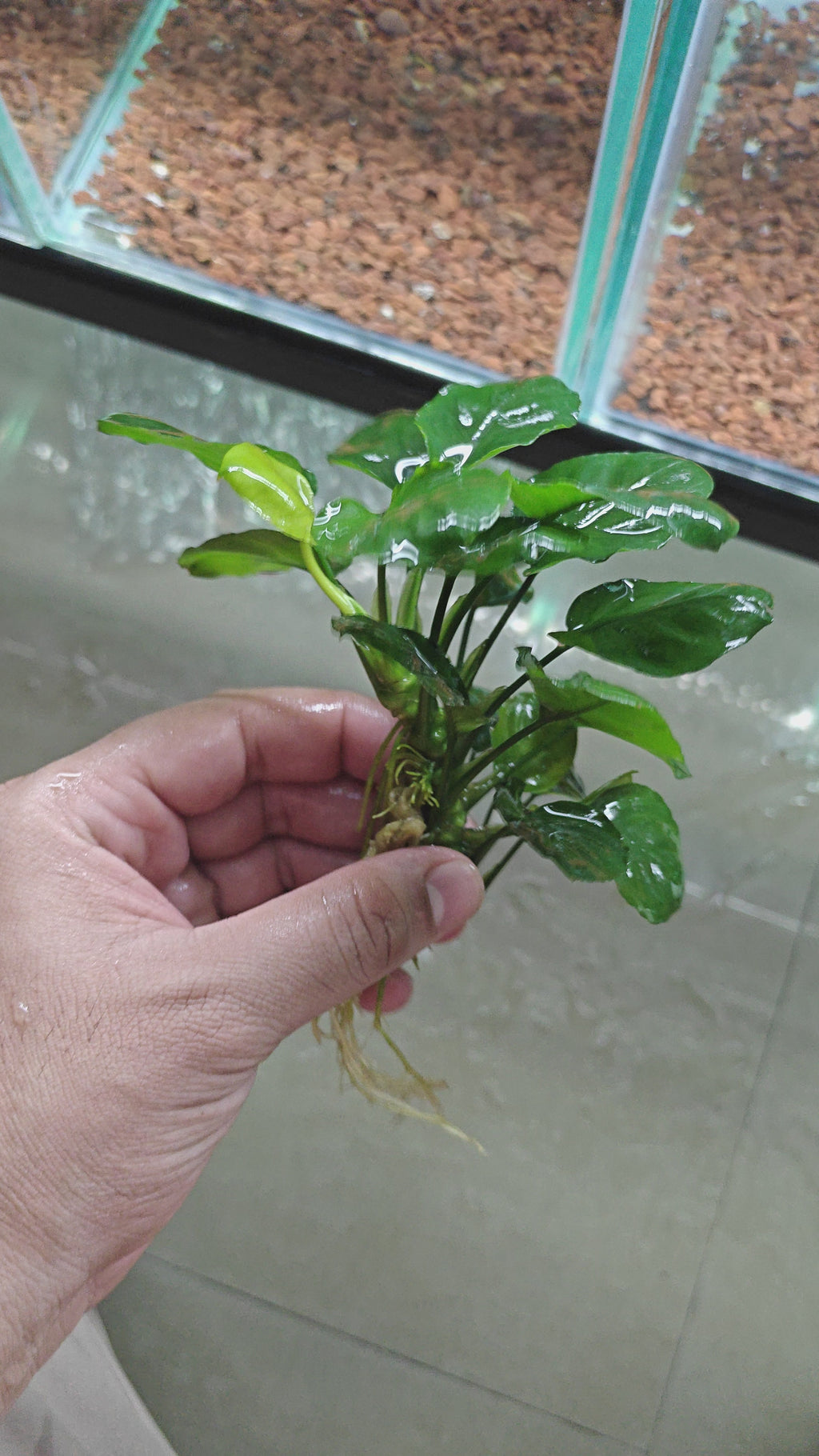 Anubias Coin Leaf [ clump ]