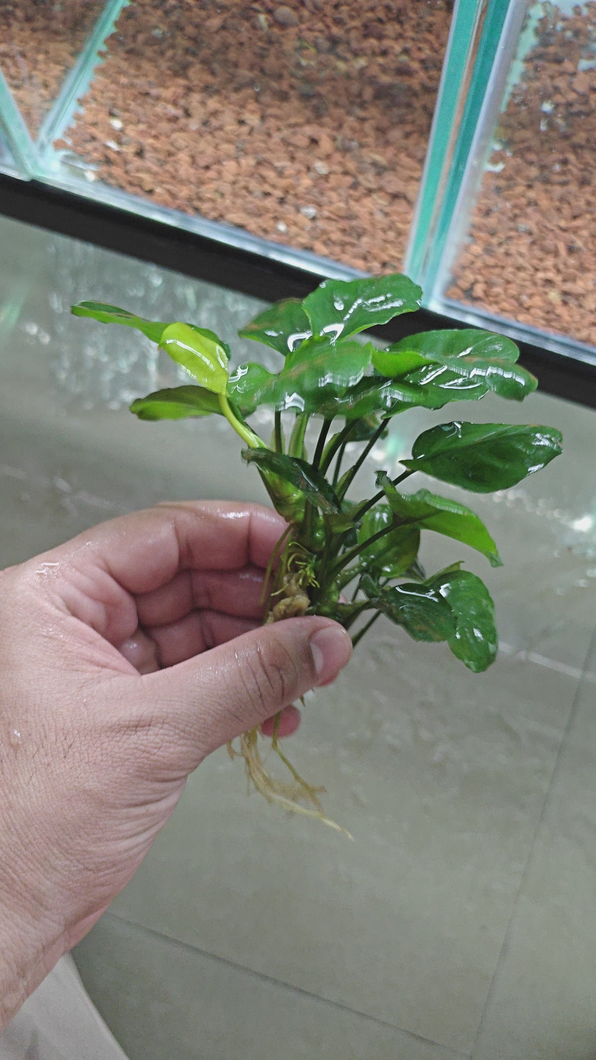 Anubias Coin Leaf [ clump ]