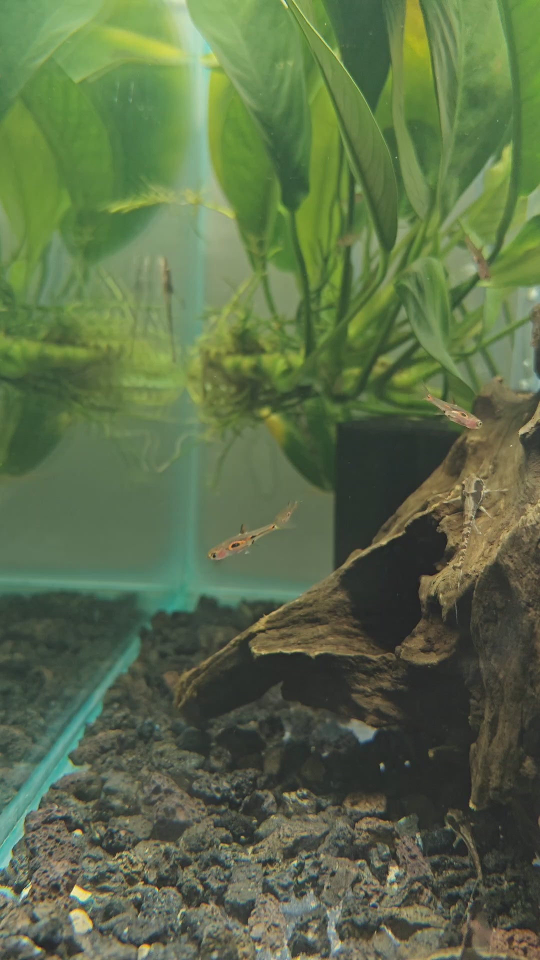 Merah Rasbora / Phoniex Rasbora